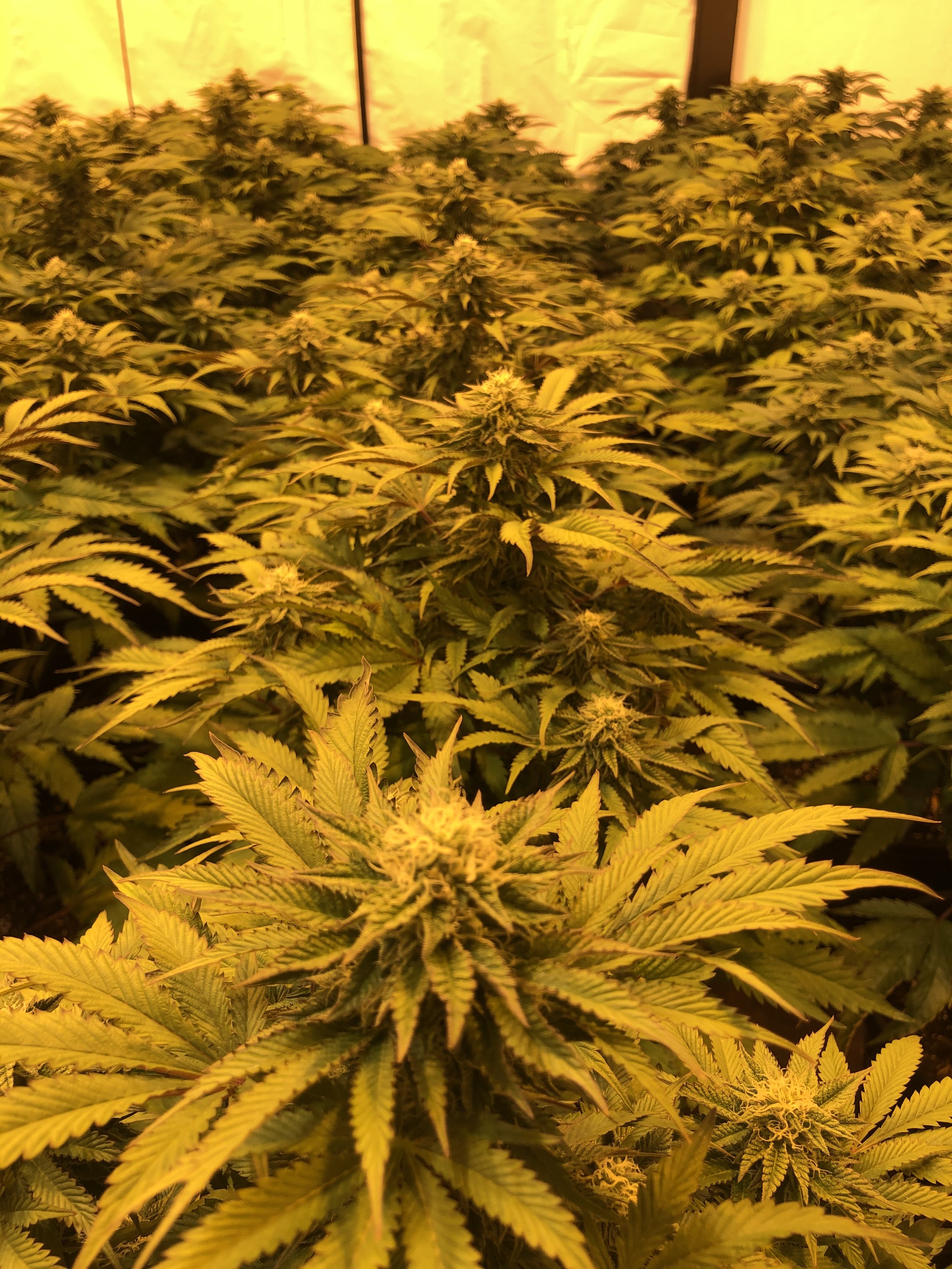Canopia de cultivo indoor